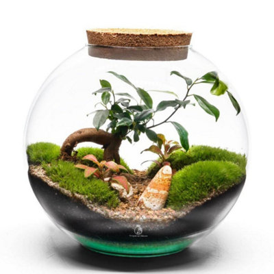 B&Q -  Bonsai Terrarium Kit H: 23 CmClosed Terrarium With Live Plants