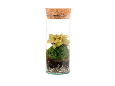 B&Q -  Bottle Terrarium Kit With Live Plant & MossCork Jar Terrarium Kit