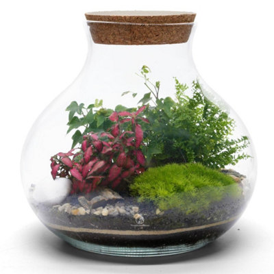 B&Q -  Terrarium H: 24 CmDiy Kit With 3 Live Plants And Moss. Cork Lid Included