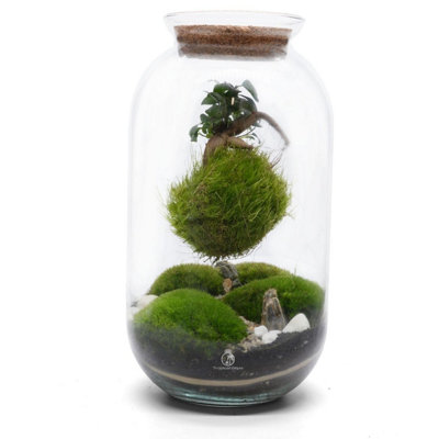 B&Q -  Floating Kokedama Terrarium Kit H: 42 CmDiy Closed Terrarium With Bonsai KokedamaCork Lid
