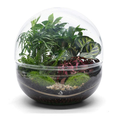 B&Q -  Large Terrarium Kit With 5 Live Plants & MossH: 27 Cm Glass Globe Jar