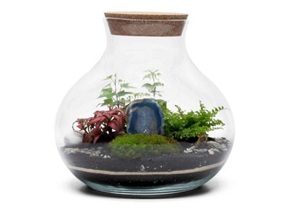 B&Q -  Terrarium With Live Plants & MossMake Your Own Terrarium Kit