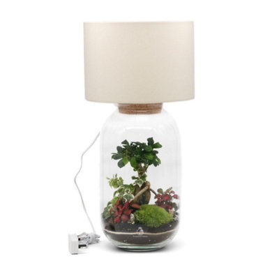 B&Q -  Diy Terrarium Lamp Kit With 3 Live Plants And MossCork Lid
