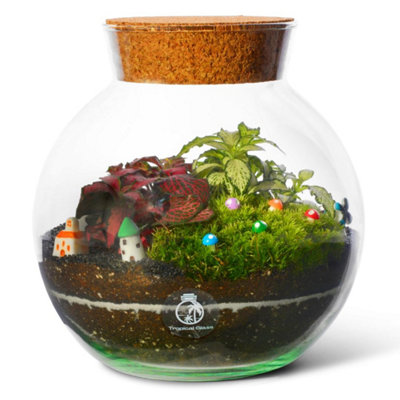 B&Q -  Terrarium H: 18 CmDiy Kit With 2 Live Plants & Moss With Cork Lid