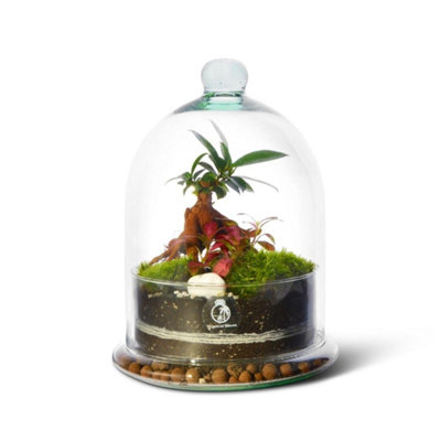B&Q -  Diy Dome Terrarium Kit With 2 Live Plants And MossH: 25 Cm Glass Terrarium With Glass Lid