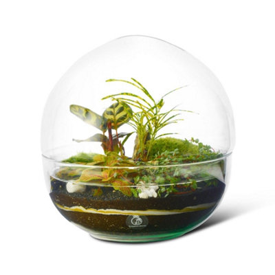 B&Q -  Large Globe Terrarium KitH: 27 CmDiy Kit With 4 Live Plants & Moss