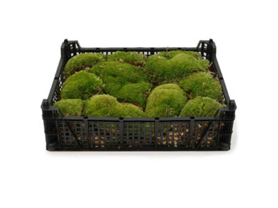 B&Q -  Live Cushion Moss Tray For TerrariumsFresh Green Moss For Closed Terrariums & Plant Displays
