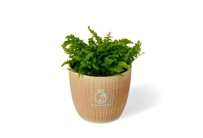 B&Q -  Nephrolepis Green Fantasy Fern For TerrariumVivarium Or Houseplant Displays