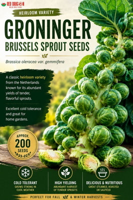 B&Q -  Groninger Brussels Sprout Seeds For Home Garden Growing