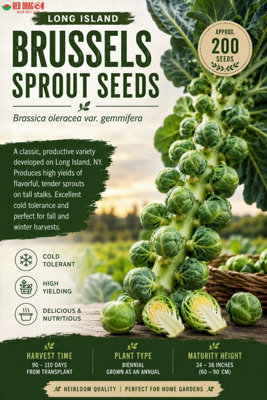 B&Q -  Long Island Brussels Sprout Seeds For Home Garden Growing