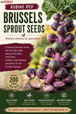 B&Q -  Rubine Red Brussels Sprout Seeds For Home Garden Growing