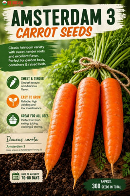 B&Q -  Amsterdam 3 Carrot Seeds For Vegetable Garden Growing