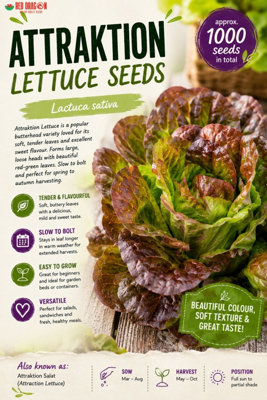 B&Q -  Attraktion Lettuce Seeds For Fresh Salad Growing