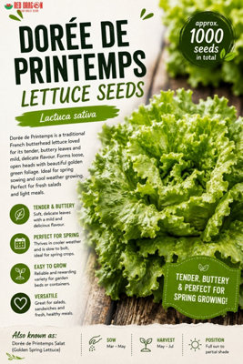B&Q -  Dorée De Printemps Lettuce Seeds For Fresh Salad Growing