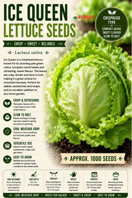 B&Q -  Ice Queen Lettuce Seeds For Fresh Salad Growing