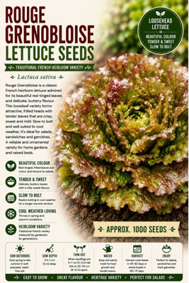 B&Q -  Rouge Grenobloise Lettuce Seeds For Fresh Salad Growing