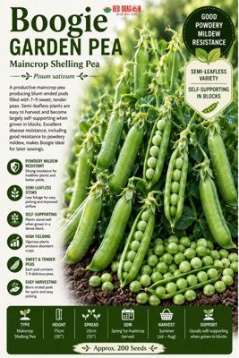 B&Q -  Boogie Garden Pea Seeds For Vegetable Garden Growing