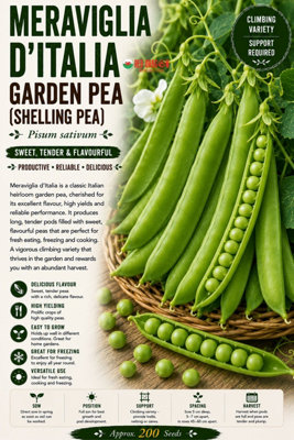 B&Q -  Meraviglia Ditalia Garden Pea Seeds For Vegetable Garden Growing