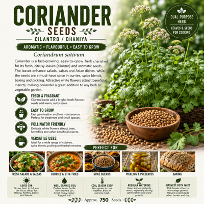 B&Q -  Coriander SeedsCilantro Dhaniya750 Seeds Easy To Grow Culinary Herb For Leaves & Seeds