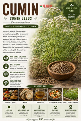 B&Q -  Cumin Seeds For Home Garden Growing