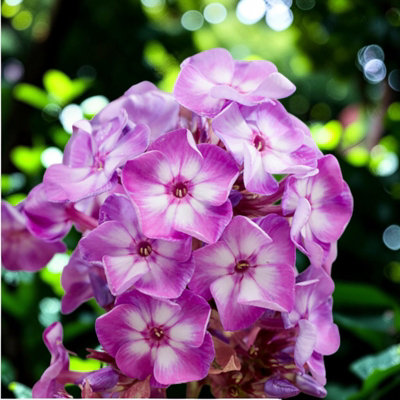 B&Q -  Phlox Olympus Plant In 3L Pot