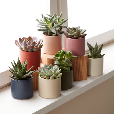 Shop all houseplants.