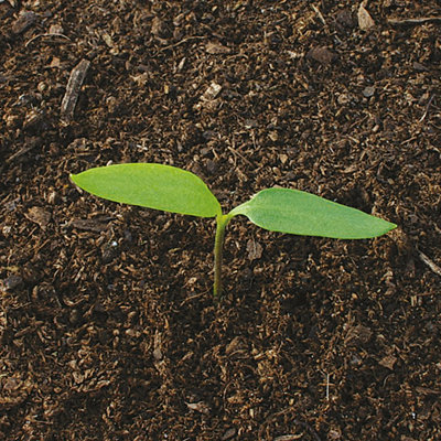Shop seeds.