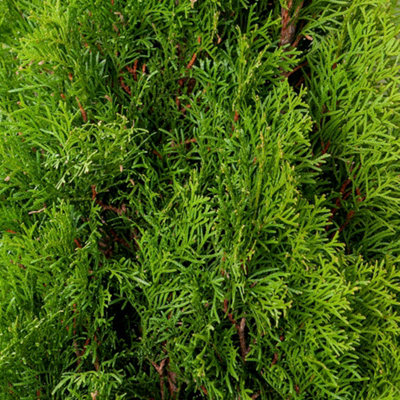 Shop shrubs.