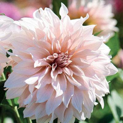 Shop plants, seeds and bulbs.