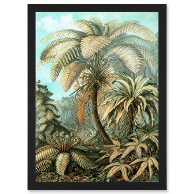 Artery8 Nature Biology Ferns Ernst Haeckel Botanical Vintage Wall Art PrintA4 Size from B&Q