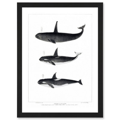 Artery8 Orca Killer Whales Nature Ocean Sea Life Wall Art PrintA4 Size