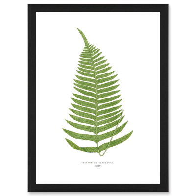 Artery8 Fern Polypodium Catharinae Nature Plant Life Botanical Wall Art PrintA4 Size from B&Q