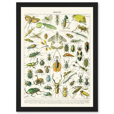 B&Q -  Millot Encyclopedia Vintage Flying Insects Beetles Nature Wall Art PrintA4 Size