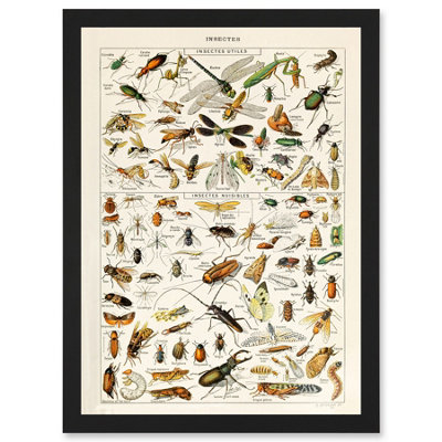 B&Q -  Millot Encyclopedia Vintage Insects Dragonfly Nature Wall Art PrintA4 Size