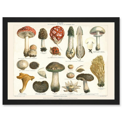 B&Q -  Meyers Fungus Mushrooms Toadstools Collection Wall Art PrintA4 Size