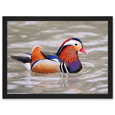 B&Q -  Animal Photo Bird Male Mandarin Duck Wall Art PrintA4 Size
