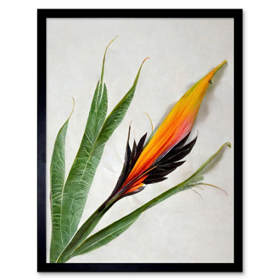 Artery8 Framed Wall Art Bird Of Paradise Tropical Plant Flower And Leaves On White12X16 Inch from B&Q