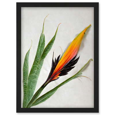 B&Q -  Bird Of Paradise Tropical Plant Flower And Leaves Illustration On White Wall Art PrintA4 Size