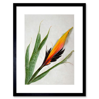 B&Q -  Wall Art Print Bird Of Paradise Tropical Plant Flower And Leaves On White Artwork Framed 9X7 Inch