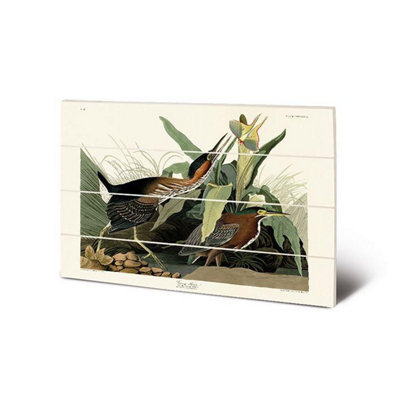 John James Audubon Green Heron Wood Print Green/off White (40Cm X 59Cm) from B&Q