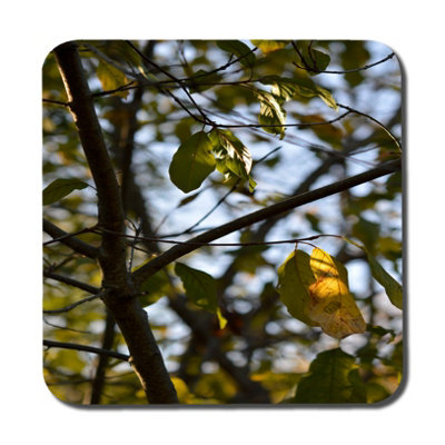 B&Q -  Tree Leaves In The Sunshine Nature PhotographyLeaves And Branches (Coaster) / Default Title