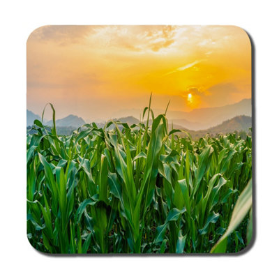 Andrew Lee Green Corn Field In Agricultural Garden And Light Shines Sunset (Coaster) / Default Title from B&Q