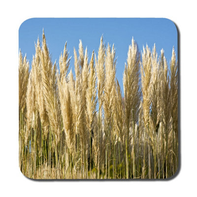 Andrew Lee Pampus Grass (Coaster) / Default Title from B&Q