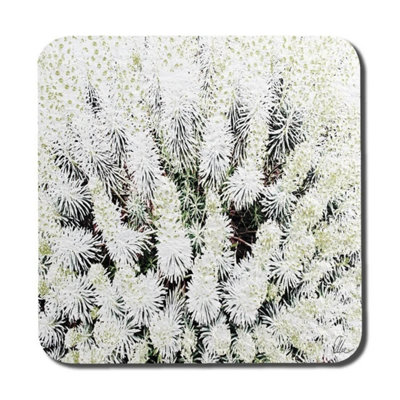 B&Q -  Beautifully White (Coaster) / Default Title