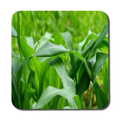 Andrew Lee Green Leaves Corn Fields As Background (Coaster) / Default Title from B&Q