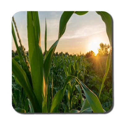 Andrew Lee Corn And Sun Close Up (Coaster) / Default Title from B&Q