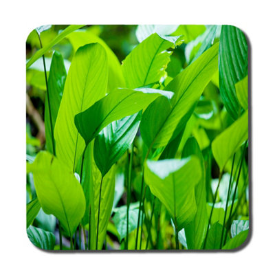Andrew Lee Green Leaf Background Abstract Of Nature (Coaster) / Default Title from B&Q