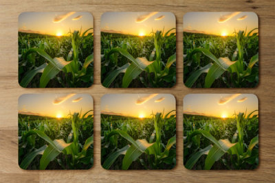Andrew Lee Young Green Corn Growing On The Field At Sunset (Coaster) (Coaster) / Default Title from B&Q