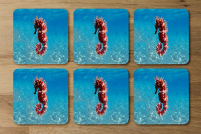 Andrew Lee Mediterranean Seahorse (Coaster) / Default Title from B&Q