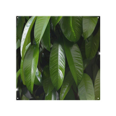 Benjamin Tate Design Closeup Of Beautiful Glossy Green Leaves Designer Splash Back Designer Style from B&Q